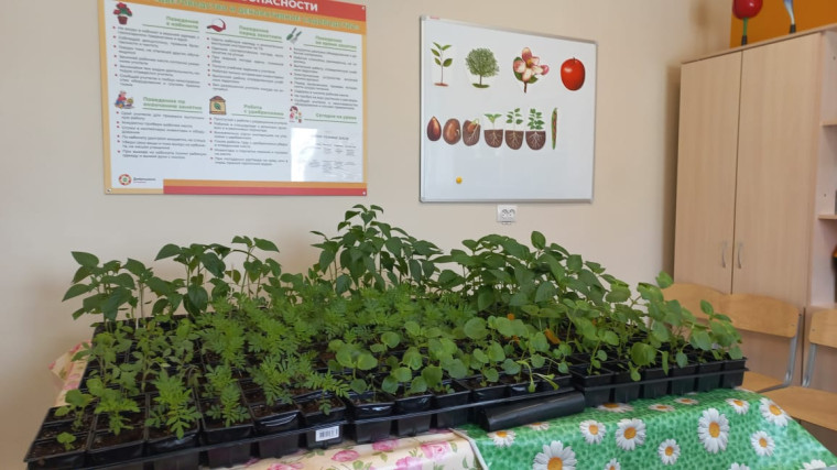 В мастерской &quot;Зелёное хозяйство&quot; учащиеся выращивают рассаду для высадки на школьный цветник..