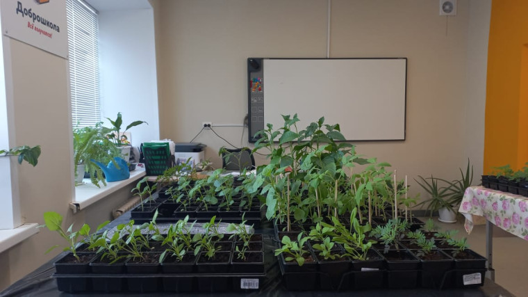 В мастерской &quot;Зелёное хозяйство&quot; учащиеся выращивают рассаду для высадки на школьный цветник..